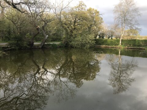 The Roadside Pond