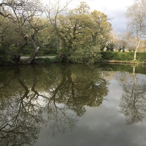 The Roadside Pond
